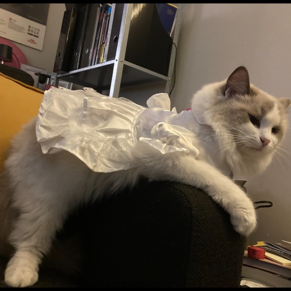Cat or small dog wedding gown costume - Picture 5 of 5